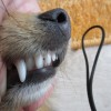 podkus_2